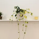Apartman Adriana